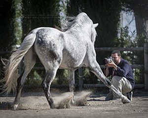 Equestrian Photography Class