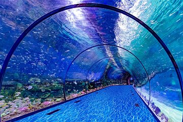 Private Abu Dhabi Tour with The National Aquarium