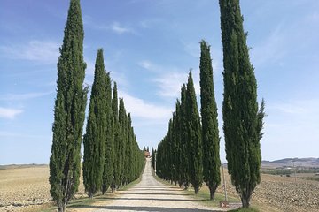 Montepulciano Wine & Pienza Flavours Day Tour from Rome