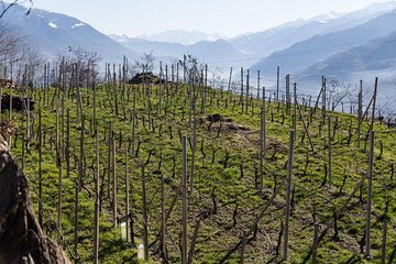 Private Valtellina Wine Route tour