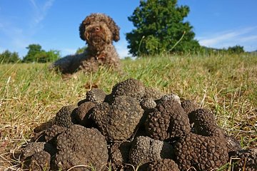 Truffle Hunting With Dog And Hunter, Food Tasting Included- Umbria, Italy