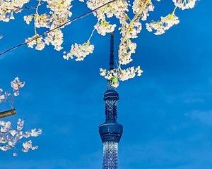 1 Day Private Charter Tokyo Sight Seeing Tour English Speaking guide