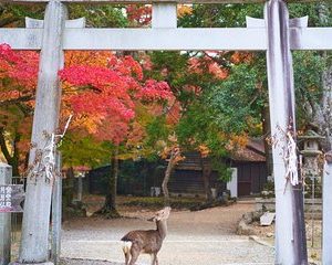Japan Autumn & Winter Illuminations Discovery Tour (12 Days)
